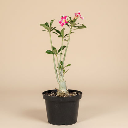Exotic Color Desert Rose 8” pot