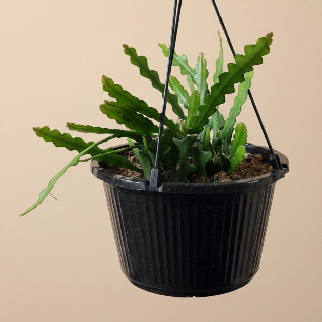 Ric Rac - Fishbone Cactus 10” HB