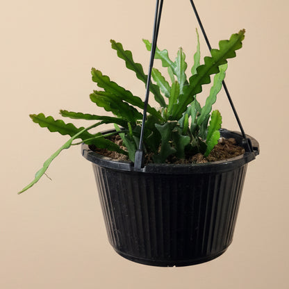 Ric Rac - Fishbone Cactus 10” HB
