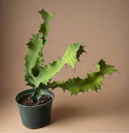 Euphorbia Grandicornis – Cow’s Horn Cactus