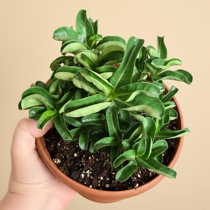 Sheep’s Horn - Medusa Head (Adenium arabicum) 6” pot