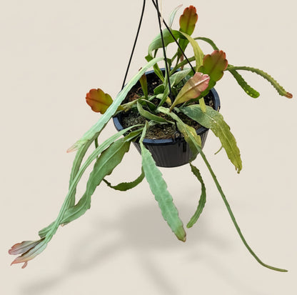 Epiphyllum Orchid Cactus King's Ransom 10”