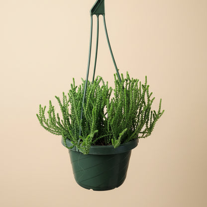 Watch Chain Succulent -Crassula muscosa