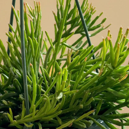 Rhipsalis ewaldiana, Mistletoe Cactus, 6” HB