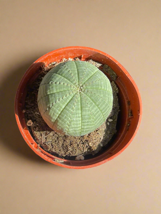 Euphorbia obesa - Baseball Plant