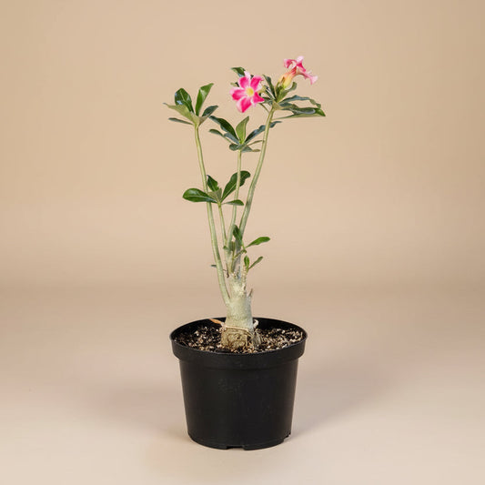 Exotic Color Desert Rose 8” pot