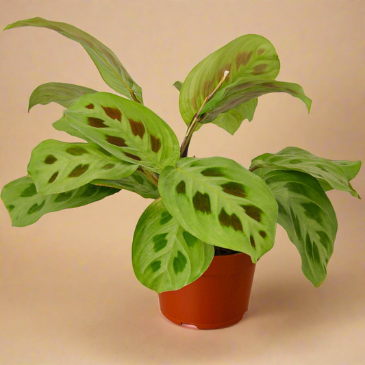 Maranta 'Leuconeura'