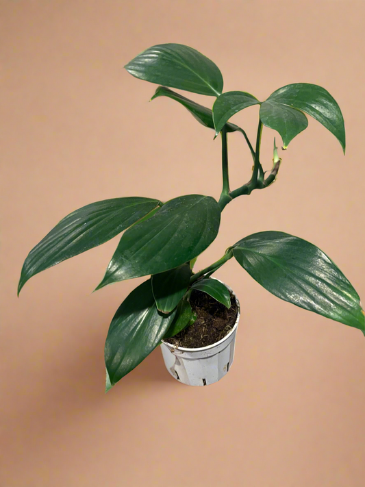 4” Rhaphidophora Dragon’s Tail
