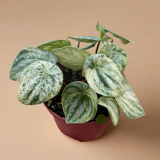 Peperomia 'Watermelon Variegated'