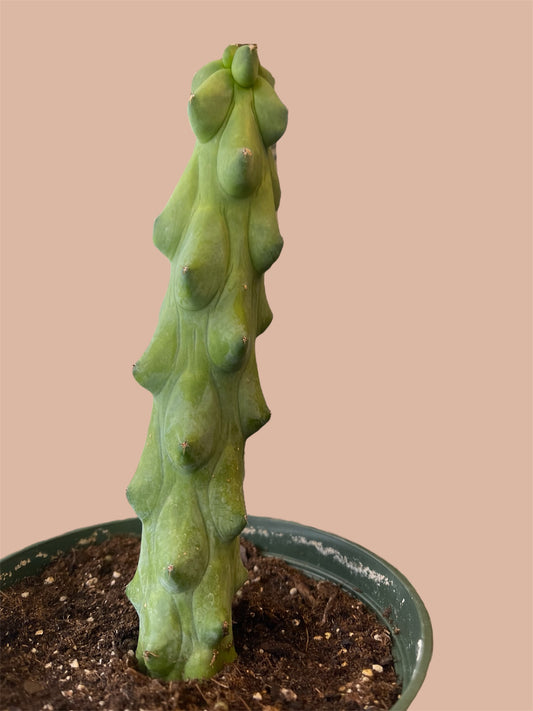 6” Boobie Cactus – Myrtillocactus geometrizans ‘Fukurokuryuzinboku’