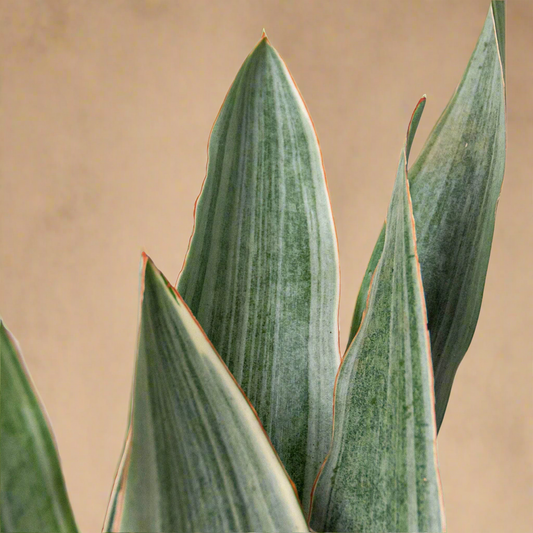Sansevieria Snake Plant 'Sayuri'