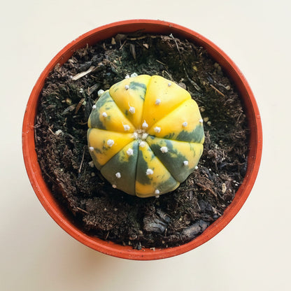 Astrophytum Asterias- Super Kabuto Variegated