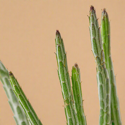Senecio Stapeliiformis Pickle Plant