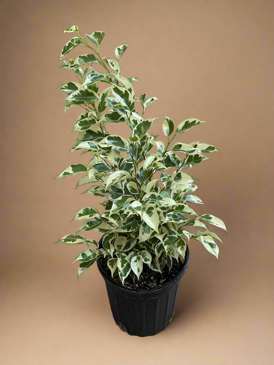 1 Gal. Variegated Ficus Benjamina