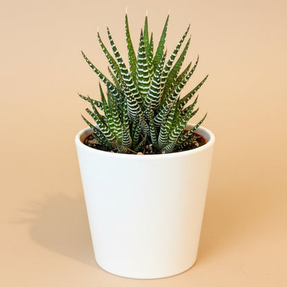 Haworthia Zebrina 4.5” Pot