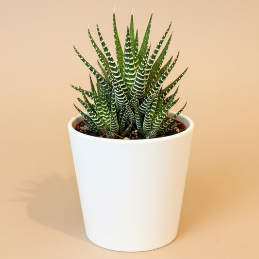 Haworthia Zebrina 4.5” Pot