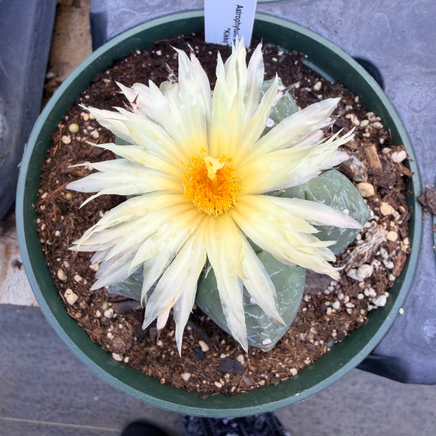 Astrophytum Myriostigma cv. Kikko Nudum - 4.5” pot