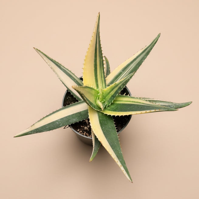 Variegated Aloe Nobilis - 4.5” pot
