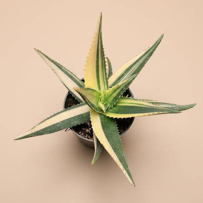 Variegated Aloe Nobilis - 4.5” pot