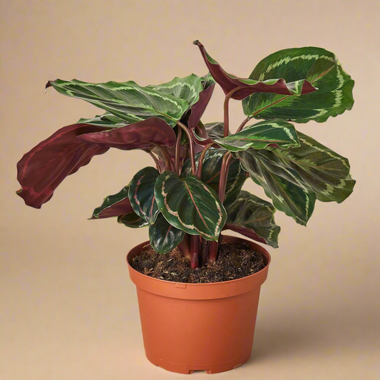 Calathea Roseopicta 'Medallion'