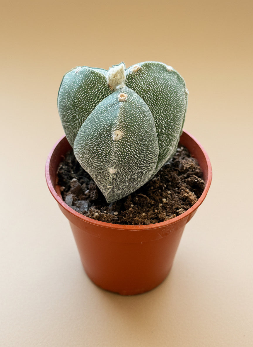 Astrophytum Myriostigma var. Tricostatum On beige background 