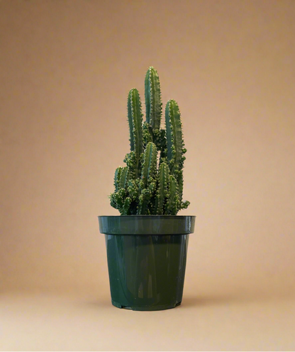 4.5” Fairy Castle Cactus
