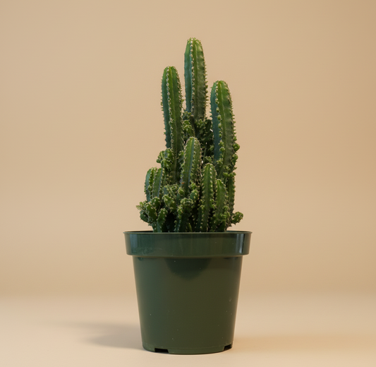 4.5” Fairy Castle Cactus