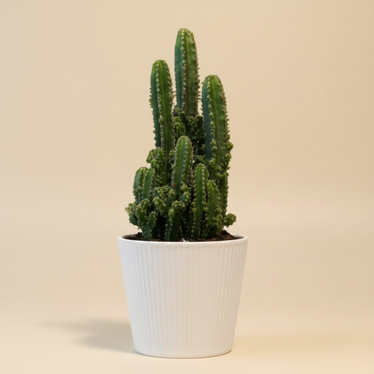 Fairy Castle Cactus - 4.5” pot