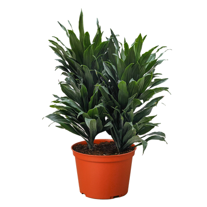 Dracaena 'Janet Craig'
