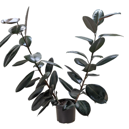 Ficus Elastica 'Burgundy'