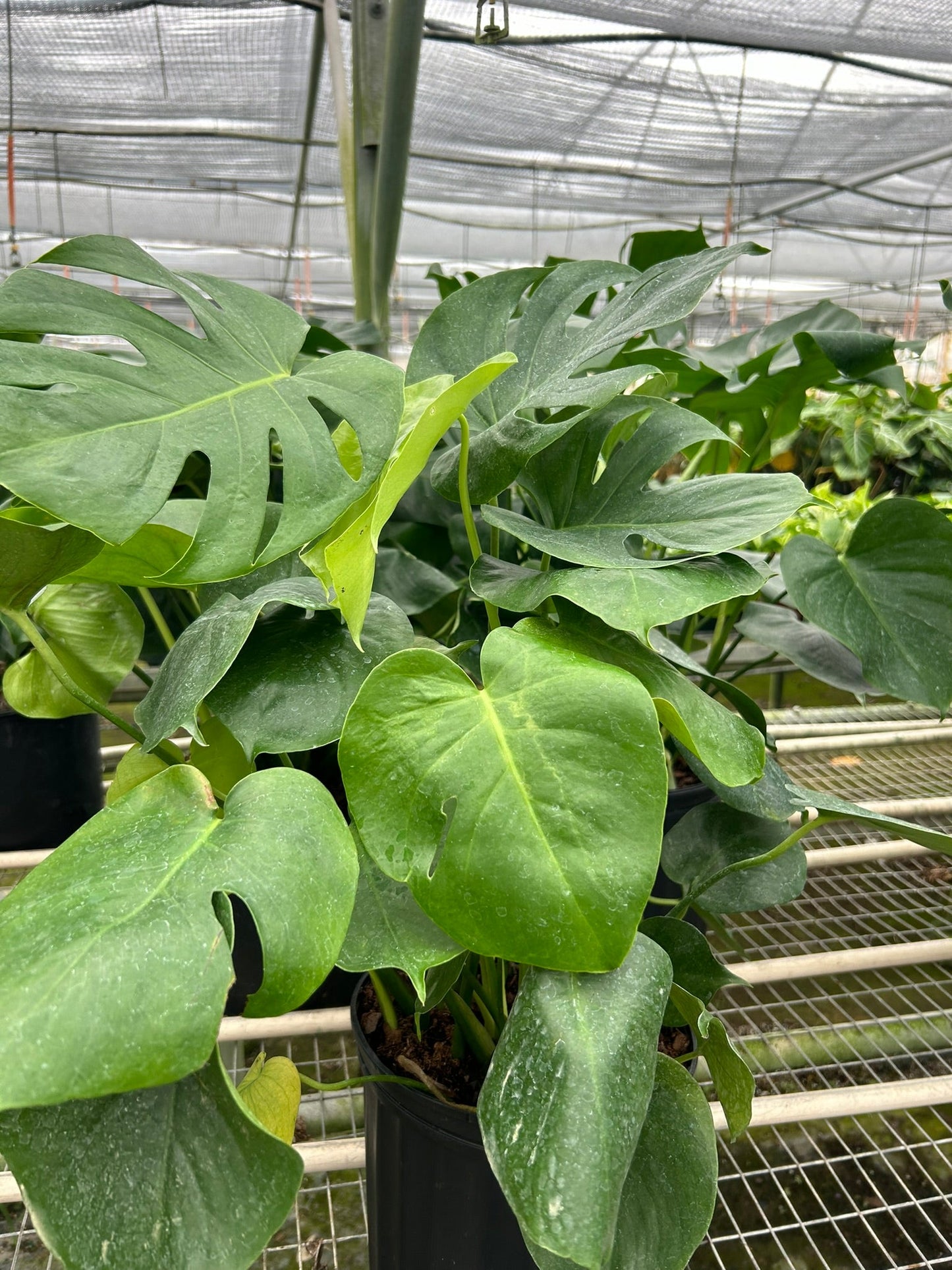 Monstera Deliciousa Split-Leaf