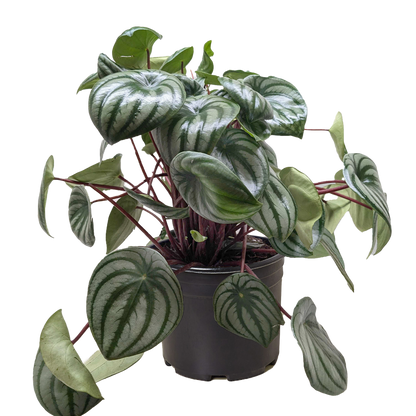 Peperomia Watermelon