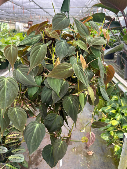 Philodendron Micans – Velvet Leaf