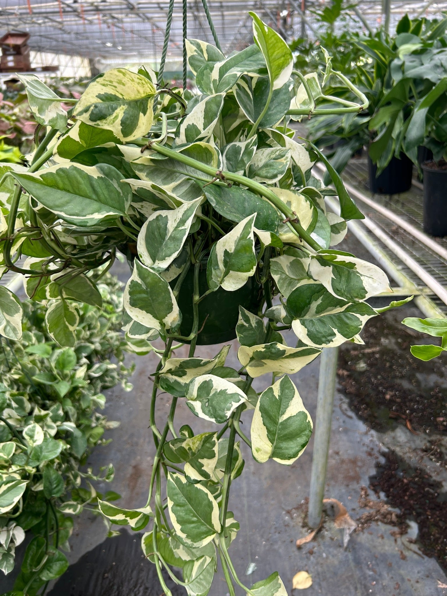 epic gardening pothos Pothos 'N'joy' 4" Pot / Nursery Pot
