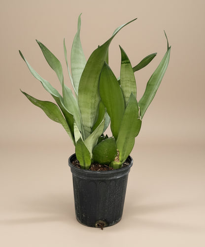 Snake Plant Moonshine