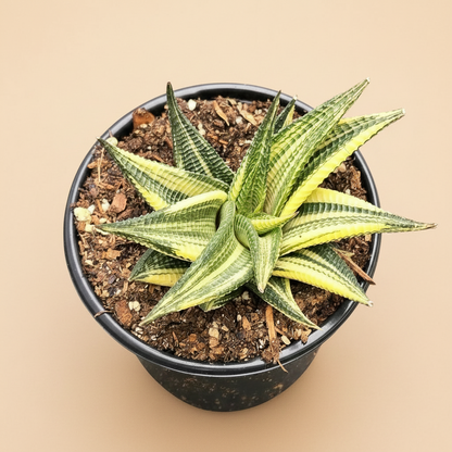 Haworthiopsis Limifolia Variegated 4 inch Grower Pot
