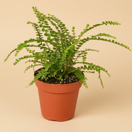 Fern 'Lemon Button'
