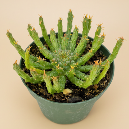Medusa Plant | 4 inch | Euphorbia flanaganii