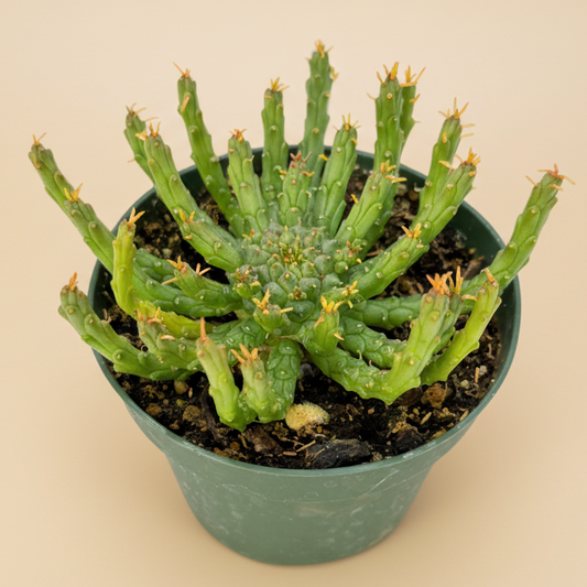 Medusa Plant | 4 inch | Euphorbia flanaganii