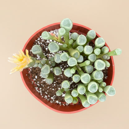 Baby Toes | 4 inch | Fenestraria aurantiaca