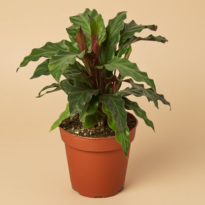 Calathea Rufibarba 'Furry Feather'