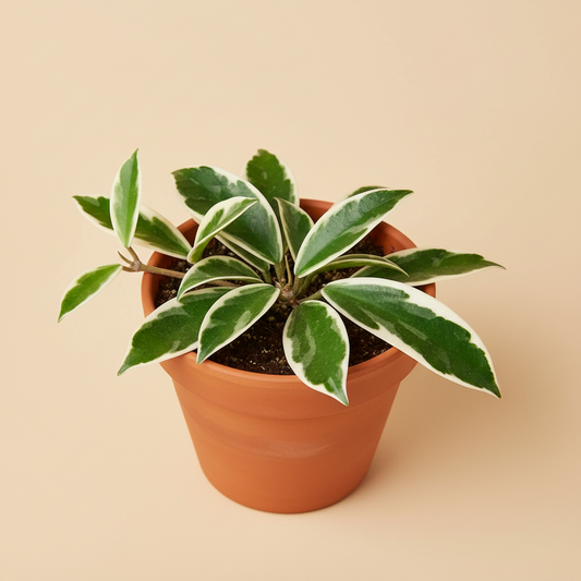 Hoya Carnosa 'Tricolor'