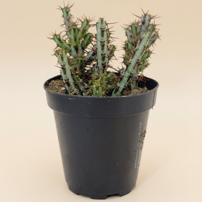 Miniature Saguaro | 3.5 inch | Euphorbia aeruginosa