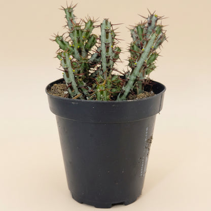 Miniature Saguaro | 3.5 inch | Euphorbia aeruginosa