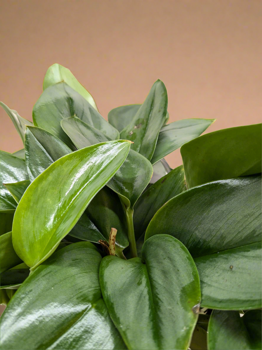 Scindapsus Platinum Java