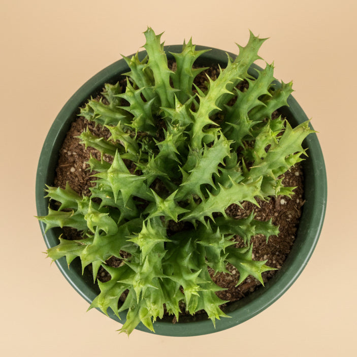Stapelia Orbea Semota var Lutea 6” hanging basket