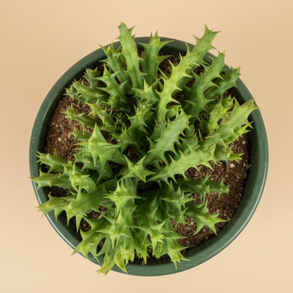 Stapelia Orbea Semota var Lutea 6” hanging basket