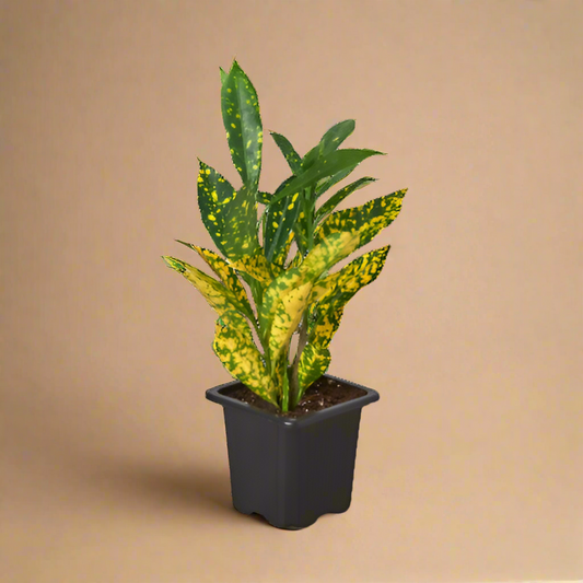 Croton 'Gold Dust'