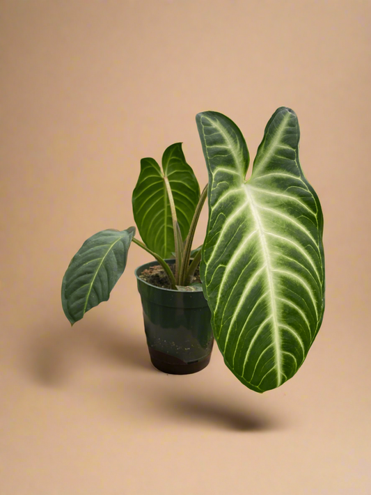 Xanthosoma 'Lendenii'