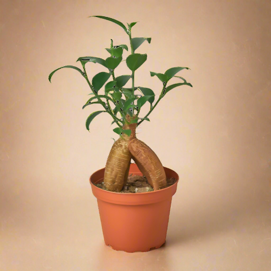 Ficus 'Ginseng'